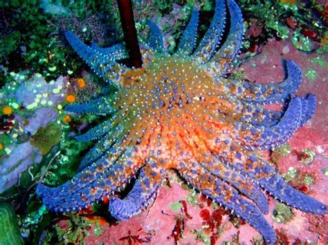 Sunflower Star Pycnopodia Helianthoides By Terry Lilley With Images