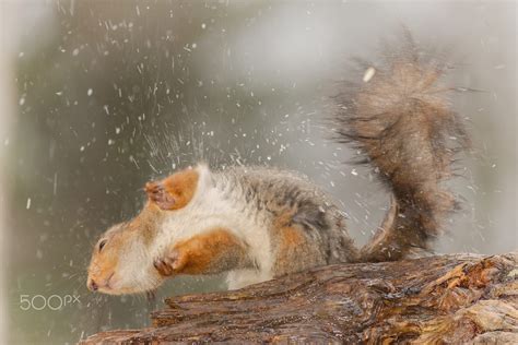 Close Up Of Red Squirrel In Rain On Tree Trunk Shaking Out Water