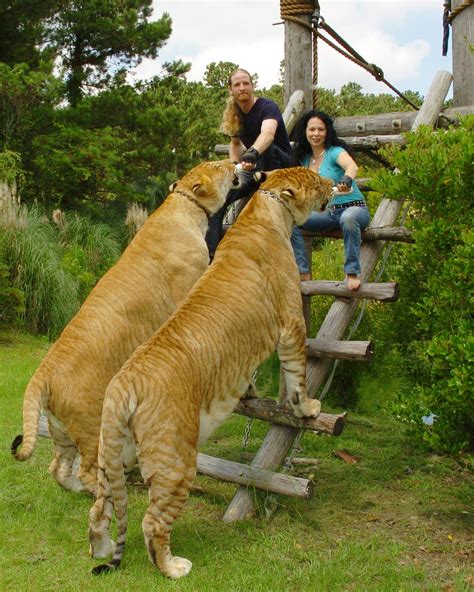 Ligers Are Magnificent Big Cats Feline Animals