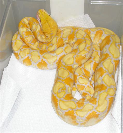 Yoda The Kinkalow Ny Burmese Python Morphs