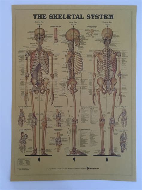 Human Skeleton Poster Print Anatomy Skeletal System Vintage Etsy