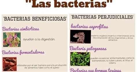 Que Bacterias Son Beneficiosas Para El Ser Humano Estos Beneficios