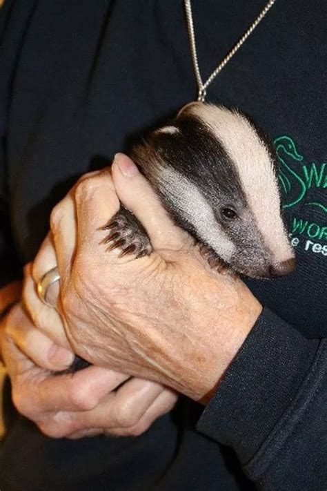 Secret World Wildlife Rescue Boss Fears Badgers Featured On Bbc Two