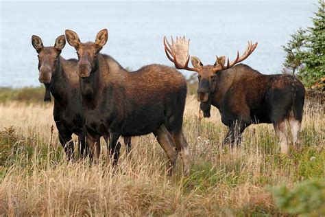 Animal Facts Moose Canadian Geographic