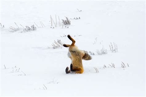 Fox Jumping Head First Into The Snow Image Free Stock Photo Public