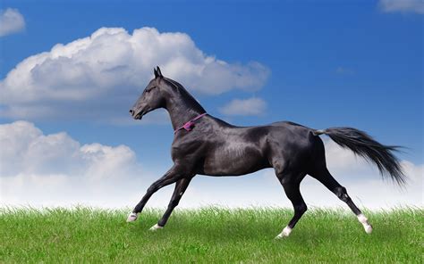 black horse ireland hd wallpaper   desktop wallpaperscom