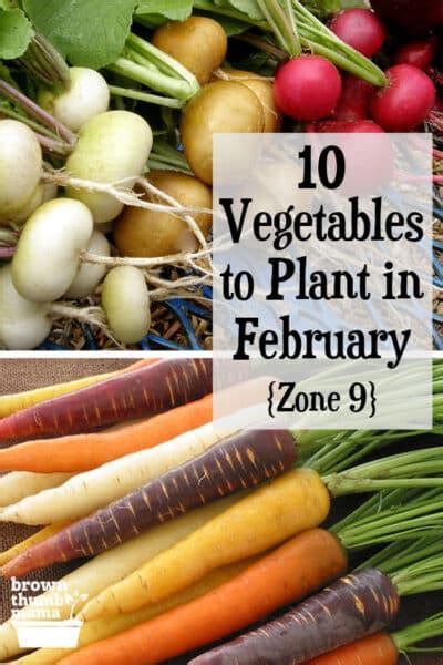 10 Vegetables To Plant In February Zone 9 Brown Thumb Mama