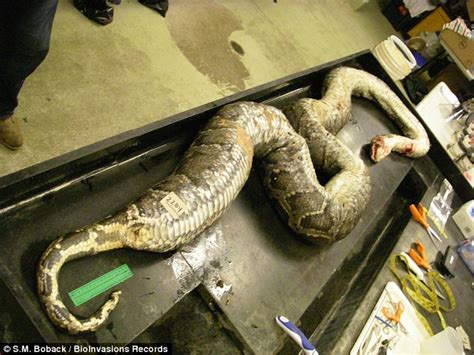 Massive 16 Foot Python Caught In The Florida Everglades After Eating