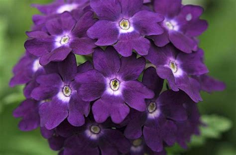 Top 10 Purple Plants To Suit Your Mood Garden Pics And Tips