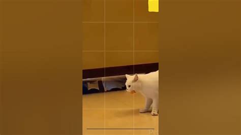 The Best Cat Playing Funny Cute Cat Cat Fighting Youtube