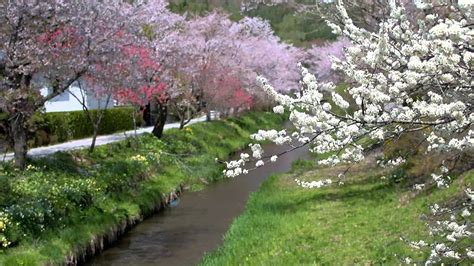 Spring is an intermediate seasonal phase in between winter and summer. Late spring season - Oshino-hakkai - YouTube
