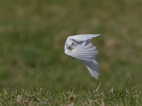 Warrnambool Photographer Perry Cho Has Captured A Rare White Bird The