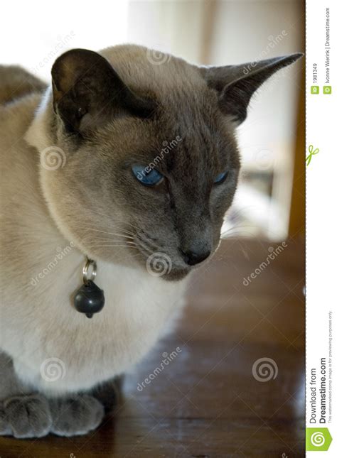 Blue Point Siamese Cat Stock Image Image Of Scowling