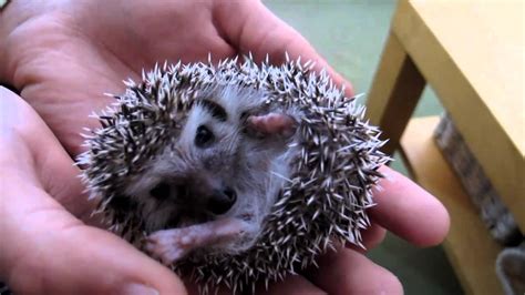 Cute Baby Hedgehog Youtube