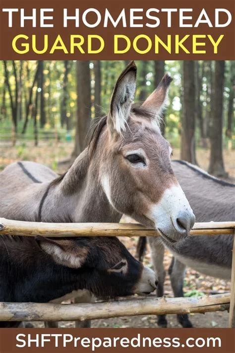 The Homestead Guard Donkey Shtfpreparedness In 2020 Donkey Farm