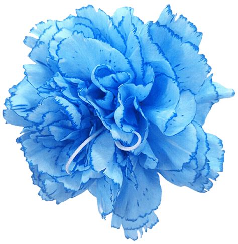Carnation Rose Blue Cut Flowers Blue Pea Flower Png Download 1024