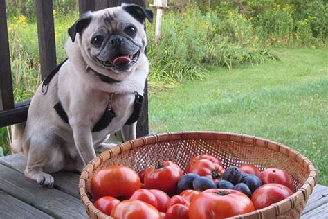 Can The Dog Eat Tomatoes Understand It Well Here