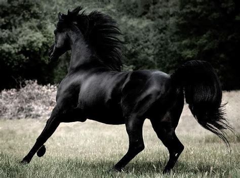 Stunning Andalusian Horse Friesian Horse Breyer Horses Thoroughbred