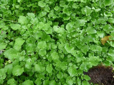 Watercress A Peppery Wild Edible With Informed Foraging Eat The Planet