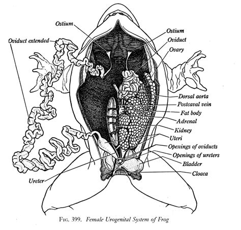Select from premium female anatomy diagram images of the highest quality. Internal anatomy of the frog | Animal Anatomy | Pinterest ...
