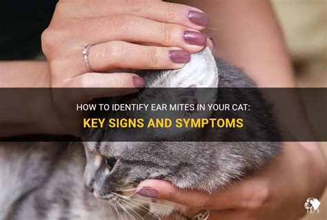 How To Identify Ear Mites In Your Cat Key Signs And Symptoms Petshun