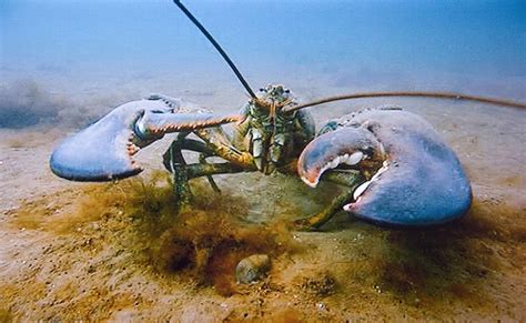 Atlantic Lobster Kims Marine Bio