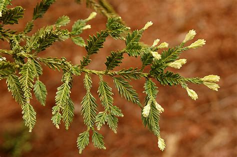 Sequoia Sempervirens Adpressa Landscape Plants Oregon State