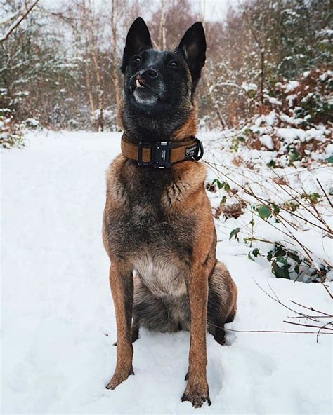 Belgian malinois information including personality, history, grooming, pictures, videos the belgian malinois is a well balanced, square dog, elegant in appearance with an exceedingly proud dewclaws may be removed. Belgian Malinois Breed Guide - DOGBEAST | Belgian malinois ...