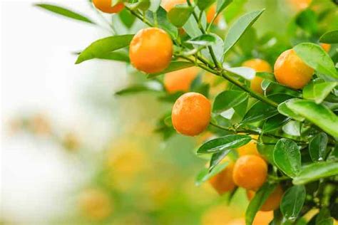 Dont Buy Tangerines Again Learn To Plant Them At Home Garden İdeas