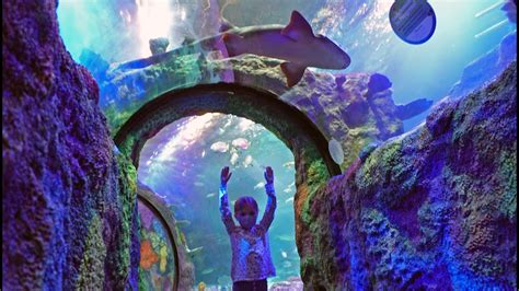 Sea Life Michigan Aquarium Youtube