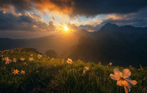 Обои трава солнце лучи свет цветы горы туман рассвет склоны