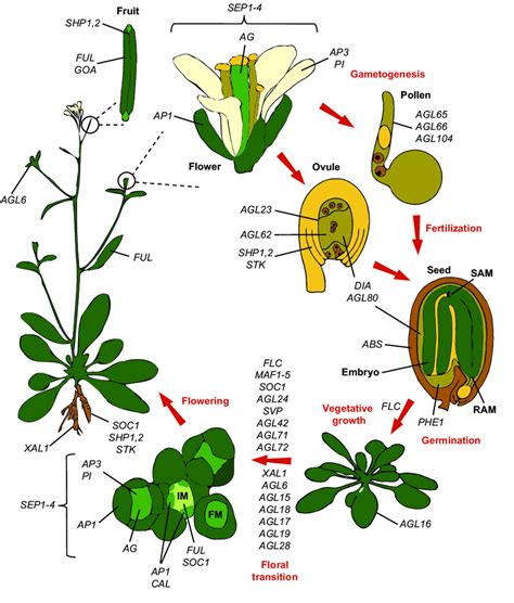 Arabidopsis Thaliana Life Cycle