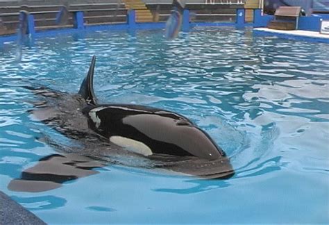 Marine Mammals In Captivity Orcas In Captivity Orca