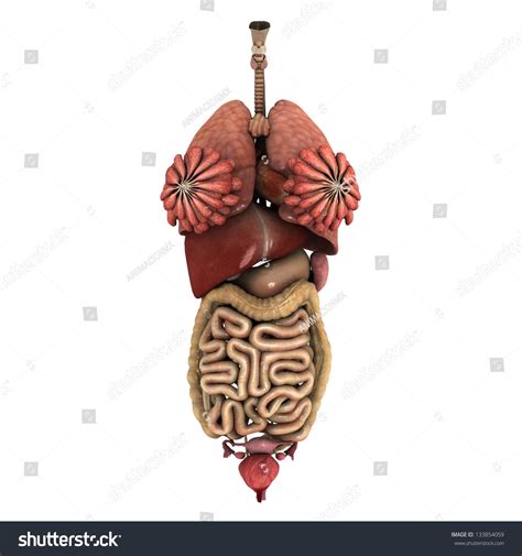 Real Internal Organs Unhealthy Woman Stock Photo Edit Now 133854059
