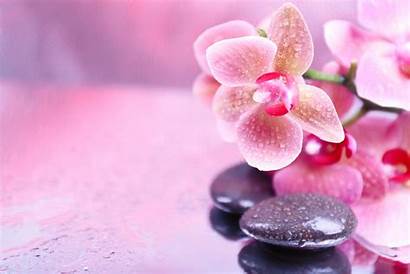 Spa Flowers Stones Orchid Flower Droplets Wallpapers