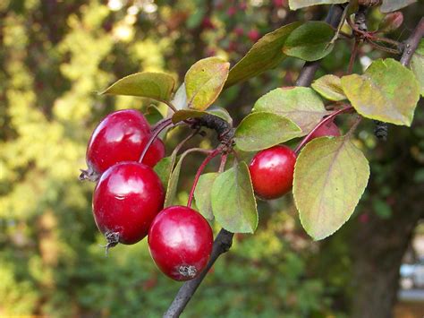 How To Plant Crab Apple Tree