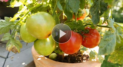 Garden Tomatoes Secrets To Growing