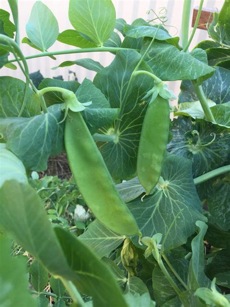 Snow Pea Mammoth Melting Local Seeds