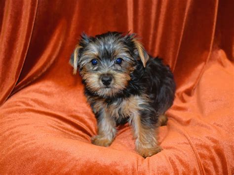 Yorkshire Terrier Dog Female 3931609 Petland Dunwoody Puppies For Sale