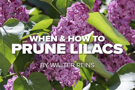 Russell Tree Experts — When And How To Prune Lilacs Lilac Pruning