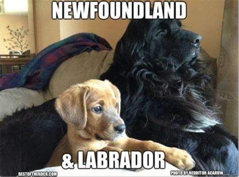 Newfoundland Dog On Tumblr