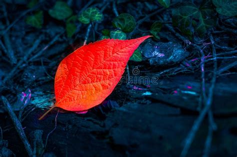 Abstract Red Leaf On Blue Background Stock Image Image Of Colorful