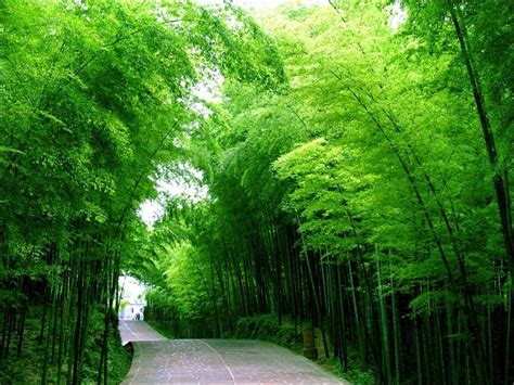 South China Sea Beautiful Top 10 Forests In China W