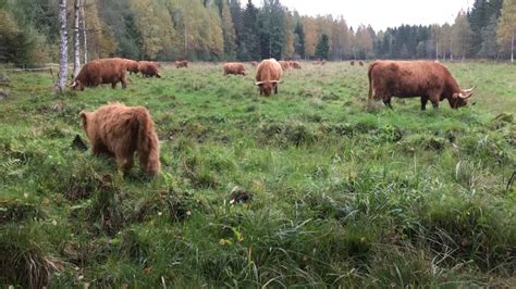 Scottish Highland Cattle In Finland Cows And Calves In The Meadow