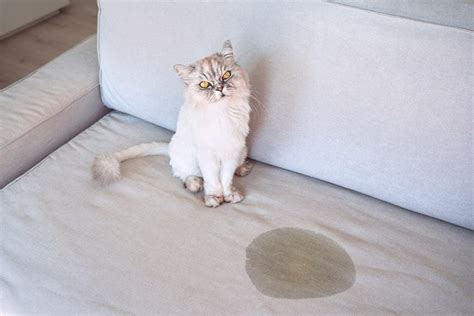 how to stop cats from peeing on furniture britshorthair