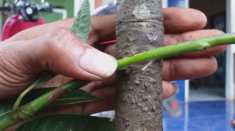 Bebas pakai untuk komersial, website, siap pakai tidak perlu edit, tanpa perlu atribut. Cara yg mudah supaya mangga cepat buah - YouTube