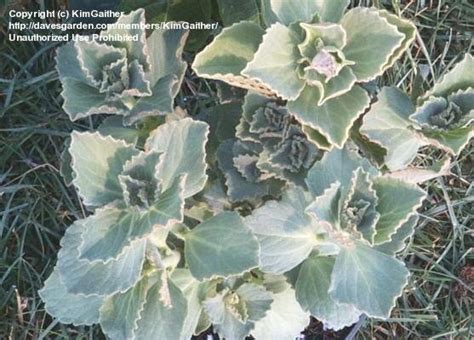 The best cat repellants should deter your felines from marking around the house or getting caught in unsafe areas. PlantFiles Pictures: Plectranthus Species, Cat Repellent ...