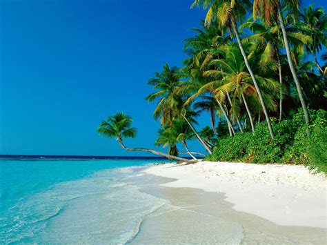 Free Download Ocean Palm Trees Shore Beach Wallpapers Ocean Palm