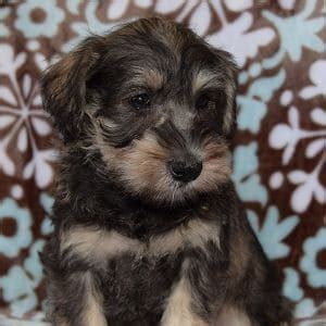 Miniature schnauzer puppies for saleselect a breed. Schnauzer Puppies for Sale in PA | Schnauzer Puppy Adoptions