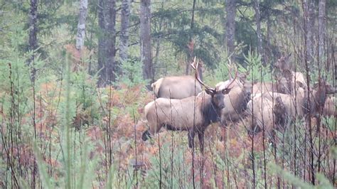 Roosevelt Elk Herd Vancouver Island Youtube